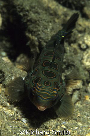 Picturesque Dragonet, the rare cousin of the well known M... by Richard Smith 
