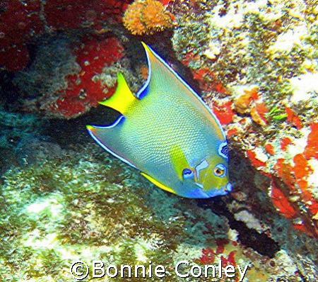 Queen Angelfish seen at Isla Mujeres.  Photo taken April ... by Bonnie Conley 