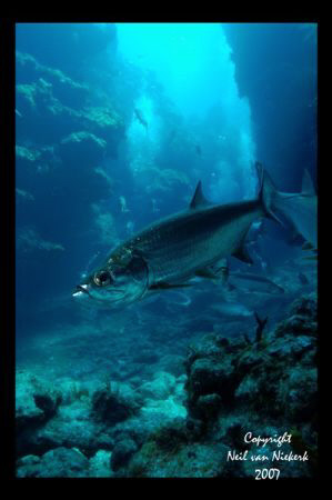 Tarpon and divers in canyon ways at Chub Hole, 
Grand Ca... by Neil Van Niekerk 