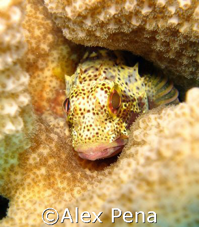 speckled hawkfish facing out this time. you could say we ... by Alex Pena 