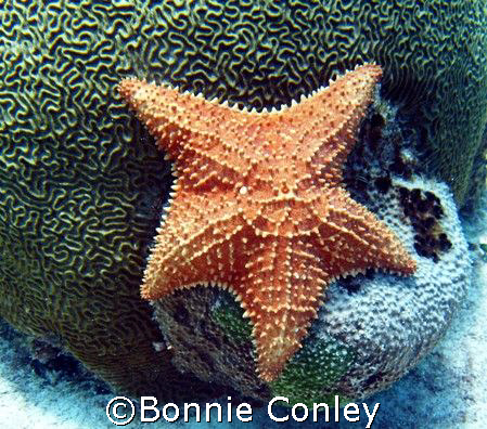 Stafish seen at Isla Mujeres.  Photo taken this April wit... by Bonnie Conley 