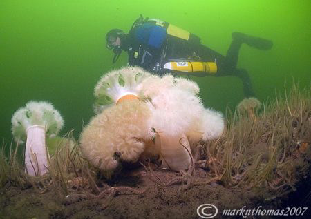 Diver & Plumose Anemones.
Wreck of the Akka, Firth of Cl... by Mark Thomas 
