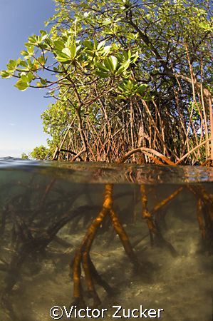 mangrove shallows by Victor Zucker 