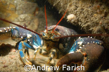 lobster, The Keyra,Dorset, Uk by Andrew Farish 