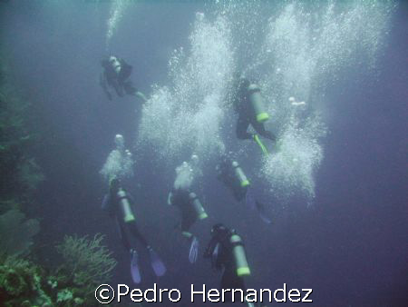Divers at parguera Wall,Parguera ,Puerto Rico by Pedro Hernandez 