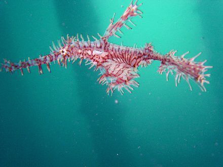 take under levuka wharf, the ghostpipefish capital by Noby Dehm 