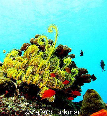The Coral Garden,taken in Tulamben,Bali with Canon S80 by Zafarol Lokman 