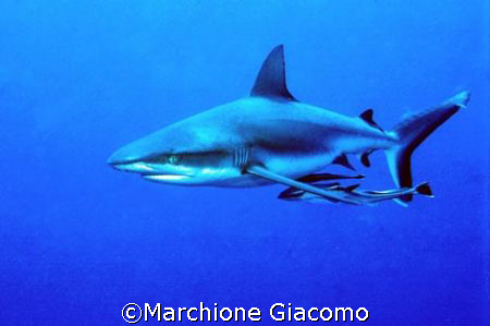 The Shark: Micronesia , Nikon F90x , velvia 50, Two strob... by Marchione Giacomo 