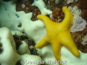 Little starfish taken on seal rock, a diving point close ... by Daniela Waltrick 