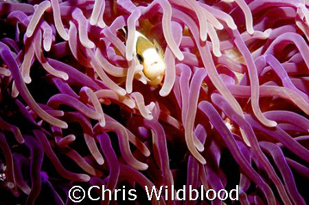 Pretty in pink. by Chris Wildblood 