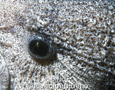 Close of up of the  eye  of a wolf eel - Vancouver Island   by Malcolm Nimmo 