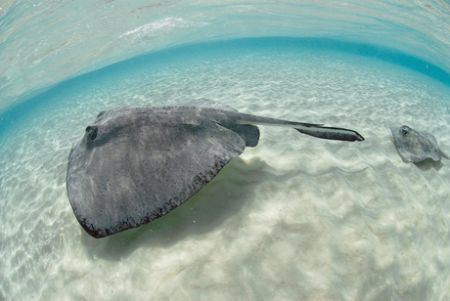 Stingray City....... again. by Andy Lerner 