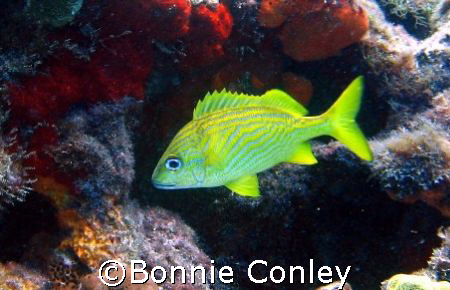 French Grunt seen at Isla Mujeres.  Photo taken April 200... by Bonnie Conley 