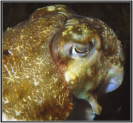 cuttlefish profile by Ran Marom 