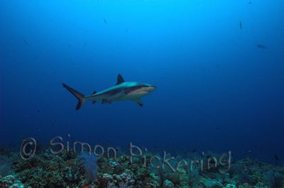 Grey reef shark cruising at Shaab Rumi..... by Simon Pickering 