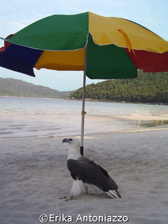 Tame sea eagle hiding in the shade of a beach umbrella. by Erika Antoniazzo 