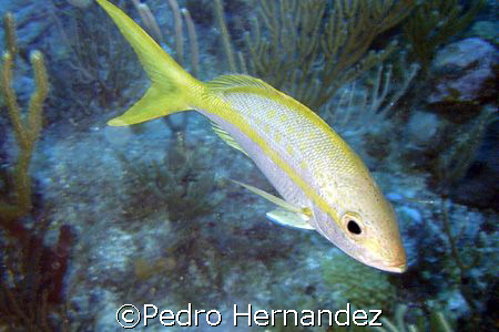 Yellowtail Snapper,Humacao, Puerto Rico by Pedro Hernandez 