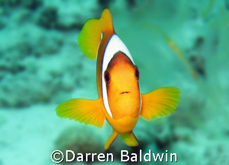 Clownfish taken at Ras Umm Sid (northern Red Sea), Egypt ... by Darren Baldwin 