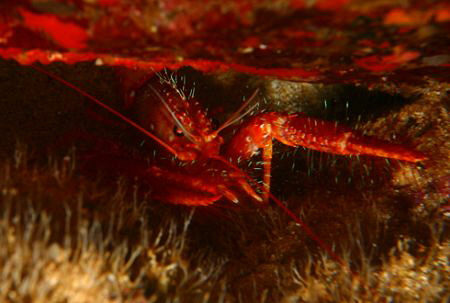 "Devil Lobster". This lobster was photographed at Sharks ... by Mathew Cook 