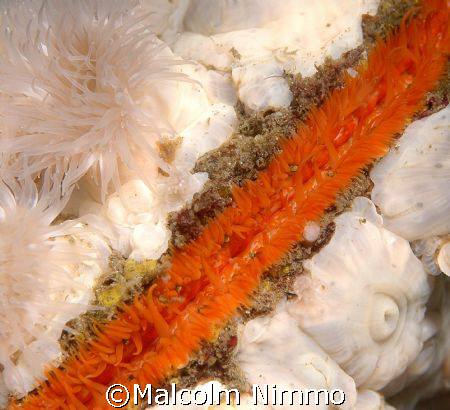 Plumose anenomes  hicthihg a lift on   a scallop  - Vanco... by Malcolm Nimmo 