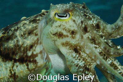 cuttlefish, wakatobi , indonesia  by Douglas Epley 