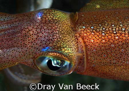 Curious squid. Nikon D80, 60mm macro. by Dray Van Beeck 