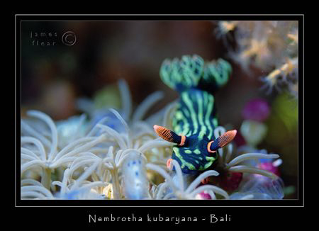 Nembrotha kubaryana - USAT Liberty, Bali
Nikon F100 by James Flear 