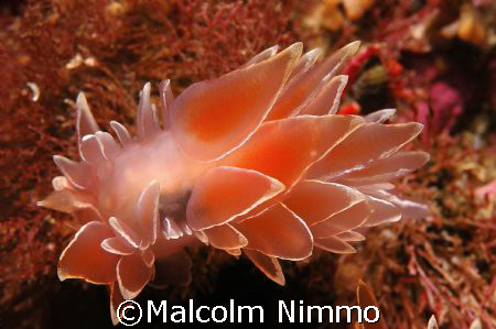 Nudi  - Vancouver Island - D70s - 60mm macro by Malcolm Nimmo 
