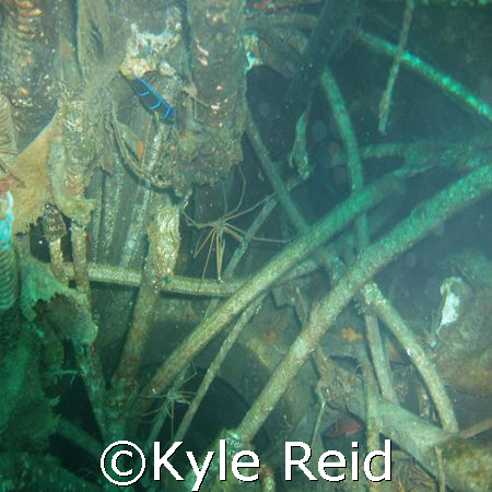 USS Oriskany, looking down in the cables of what use to b... by Kyle Reid 
