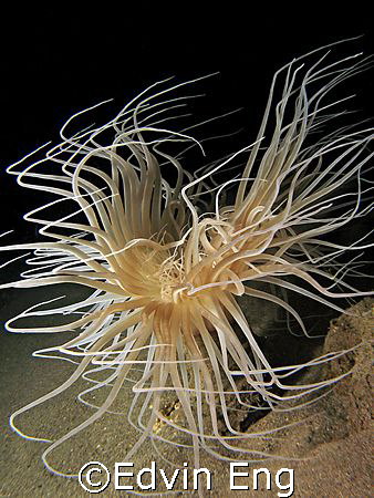 Medusa! Taken In Anilao With Canon S80. by Edvin Eng 