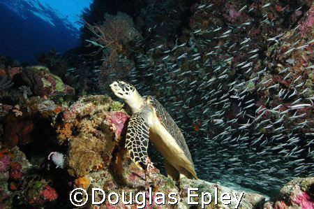 turtle, wakatobi house reef d70 12-24 lens by Douglas Epley 