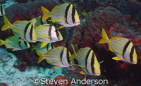 A school of Porkfish, taken in Cozumel. These fish are al... by Steven Anderson 