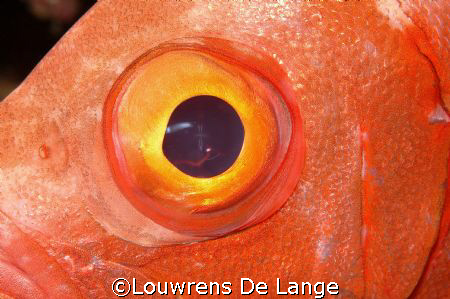I've got my eye on you by Louwrens De Lange 
