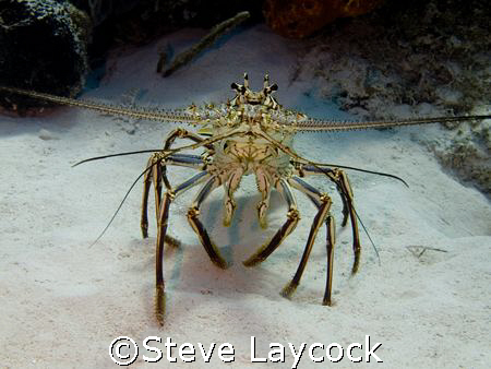 Carribean spiny lobster - great view by Steve Laycock 
