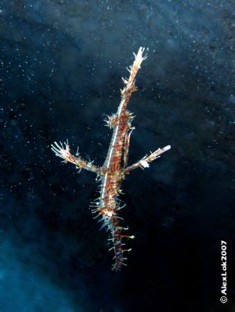 Ghost pipefish by Alex Lok 