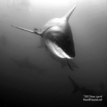 Black Tip Sharks abound in Umkomaas RSA by Fiona Ayerst 