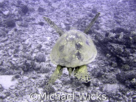 Giant Sea Turtle "flying" of the Oahu by Michael Wicks 