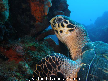nice turtle at paradise reef in st. kitts at caribbean ex... by Victor J. Lasanta Garcia 