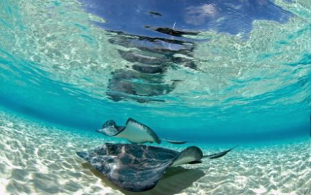 Stingrays in Cayman by Andy Lerner 