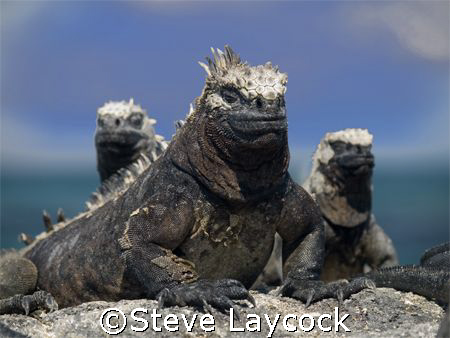 Marine Iguanas basking in the Galapagos sun by Steve Laycock 
