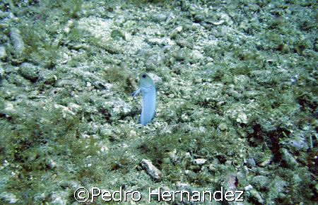 Yellowhead Jawfish,Humacao,Puerto Rico by Pedro Hernandez 