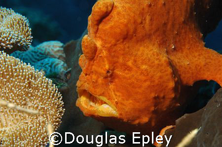 frogfish, a face only a mother could love, taken at wakatobi by Douglas Epley 