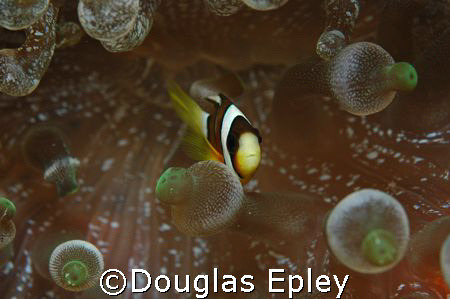 anemone fish, wakatobi, indonesia by Douglas Epley 