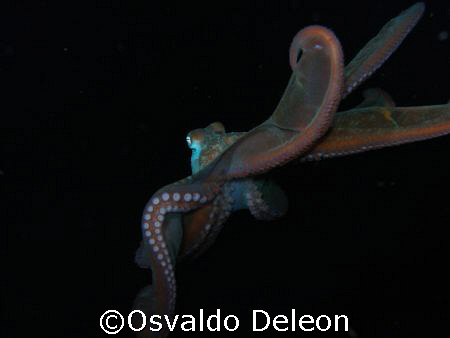Octopus at night, St. Kitts by Osvaldo Deleon 