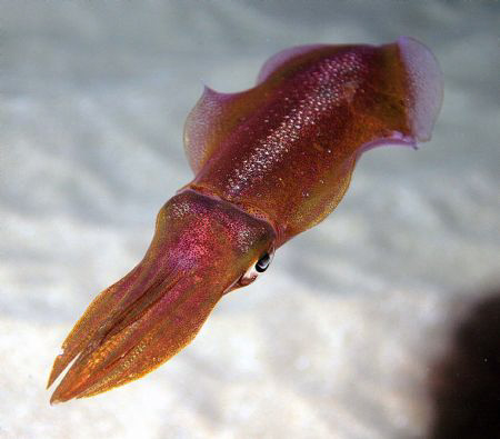 My first squid shot in a night dive. Black Rock, Maui.  by Ting Tsui 