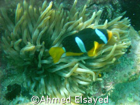 Taken in Fujirah near shark island,, not a good quality b... by Ahmed Elsayed 