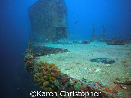 The SS Duane, Key Largo, Florida. A turtle rests near the... by Karen Christopher 
