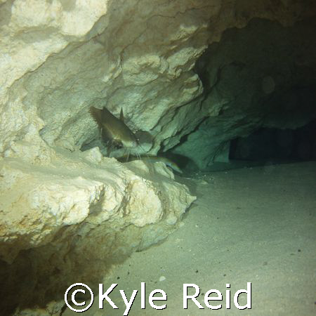 catfish and freshwater eel in the cavern at morrison springs by Kyle Reid 