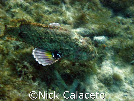 Scorpion Fish on the move
SD600 by Nick Calaceto 