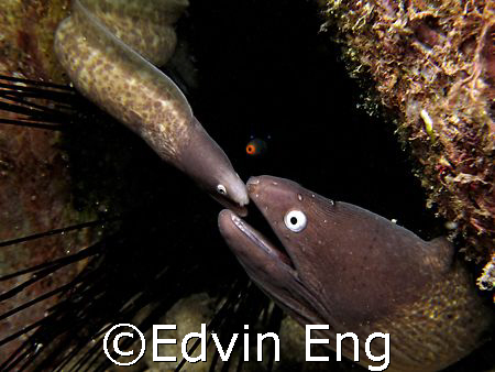 A Mother's Love! Was Taken In Tioman Island With Canon S80. by Edvin Eng 